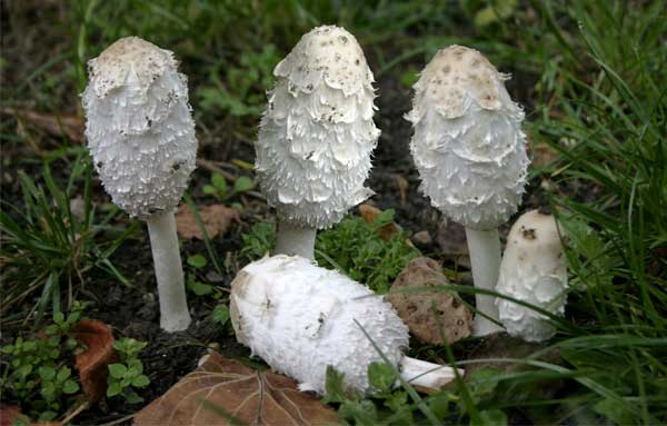 Описание условно-съедобных видов грибов навозников, польза и вред
