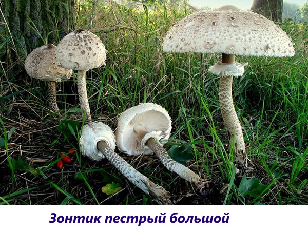 Съедобный и несъедобный гриб зонтик