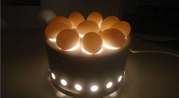 Как правильно хранить гусиные яйца для высиживания