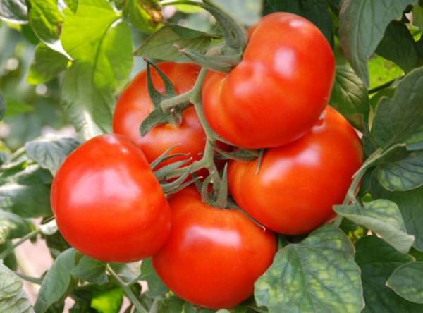 Характеристика и особенности выращивания томатов - Джина - на участке