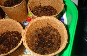 Как правильно вырастить рассаду баклажанов в домашних условиях