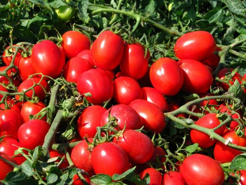 Добавьте - Сударушку - и получите обильный урожай томатов