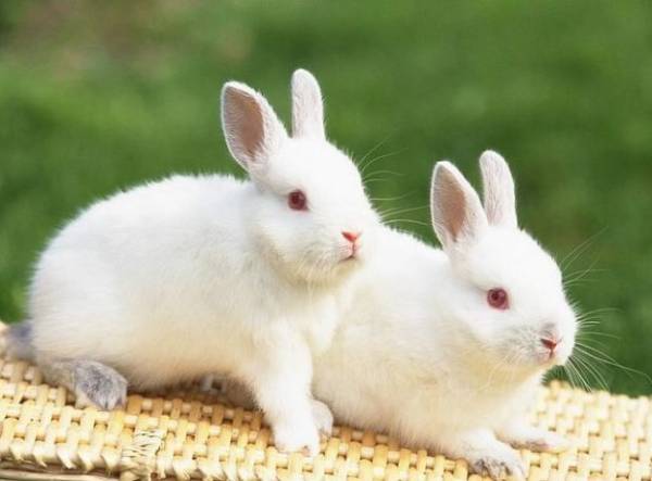 Кролики декоративных пород – описание с фото и особенности содержания