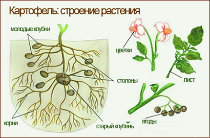 Что такое клубень? растения, относящиеся к клубневым