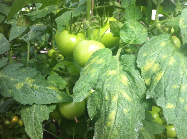 Симптомы и лечение кладоспориоза у томатов