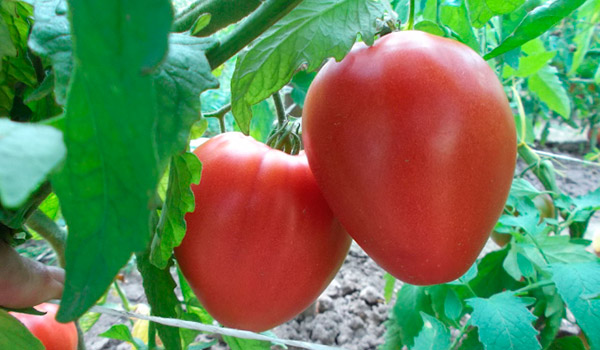 Идеальный сорт для дачников – урожайные помидоры Лентяйка
