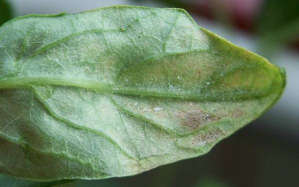 Выясняем, почему вянут и скручиваются листья у перцев в теплице