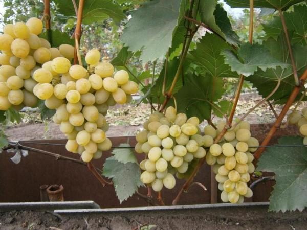 Полное описание сорта винограда августин