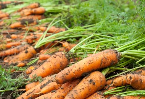 Как правильно хранить морковь: лучшие способы