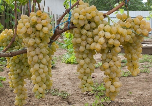 10 самых лучших столовых сортов винограда