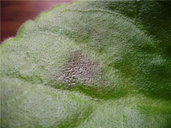 Борьба с мучнистой росой на растениях: защита и лечение от мучнисторосяных грибков
