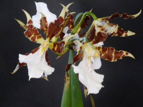 Описание и фото видов орхидей Мильтония