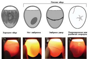 Инкубация перепелиных яиц: от выбора яиц до вылупления