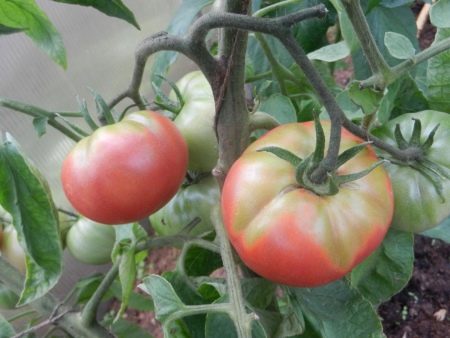 Почему желтеют помидоры в теплице