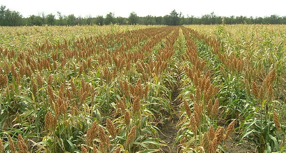 Об области применения сорго зернового и способе его выращивания