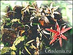 Посадка и содержание эпифитных растений в доме