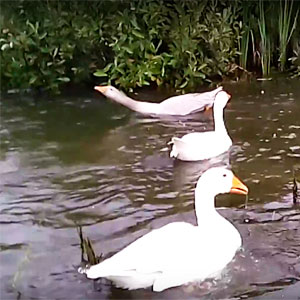 Как сделать пруд для гусей, уток: фото, видео
