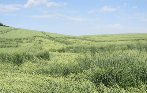 Украина посадит ранние зерновые культуры на 2,4 млн га