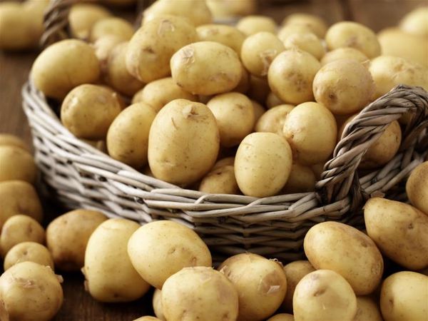 20 лучших ранних и скороспелых сортов картофеля
