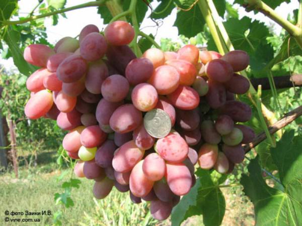 Виноград - Ризамат: описание, характеристики и фото сорта