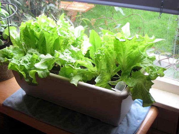 Правильное выращивание салата на подоконнике из семян