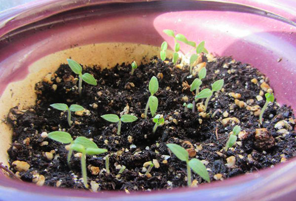 Ягода самбери: посадка и уход, выращивание рассадным методом