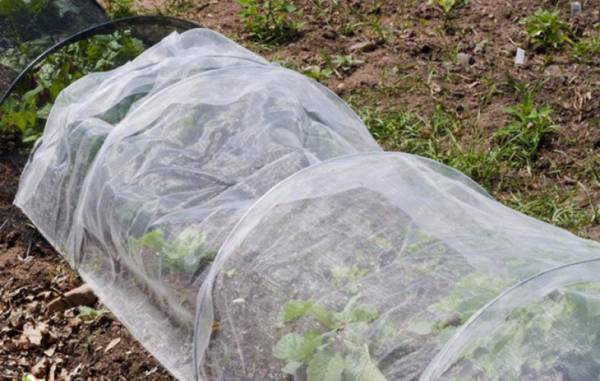 Секреты выращивания ампельной клубники: посадка и уход за ягодами в саду