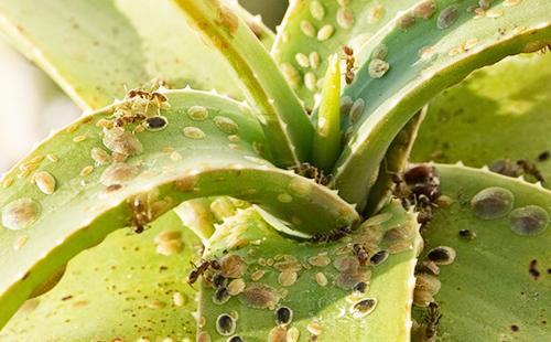 Как избавиться от щитовки на комнатных растениях, и почему важно быстро опознать вредителя