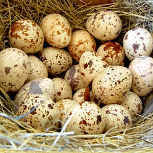 Сколько яиц несет перепёлка: повышаем яйценоскость