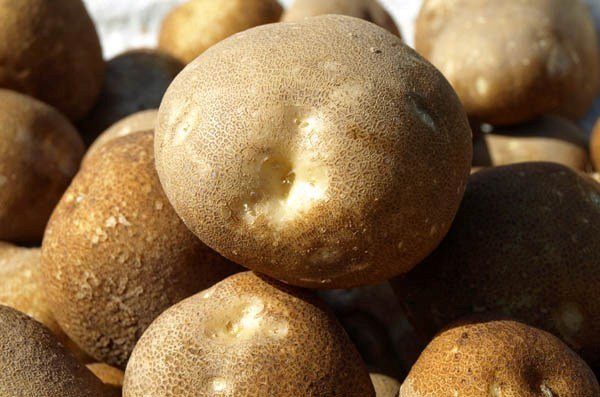 Подробное описание и характеристика сорта картофеля киви