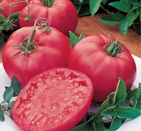 Красивый и урожайный томат - Третьяковский: характеристика, описание и фото
