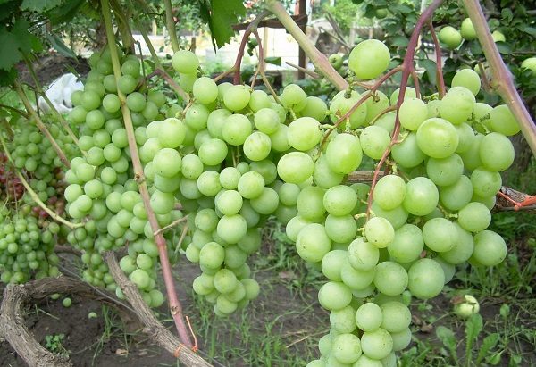 Подробное описание сорта винограда талисман