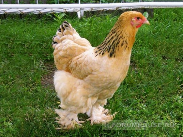 Как «заставить» курицу нести много яиц
