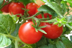 Характеристика и описание сорта томата Ляна, его урожайность