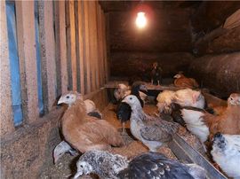 Уход за суточными цыплятами – условия содержания, санитарные нормы, организация питания