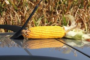 Как сохранить кукурузу в початках на зиму в домашних условиях