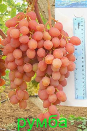 Виноград Румба, описание сорта, особенности выращивания