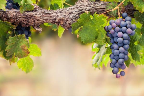 Как обработать виноград железным купоросом