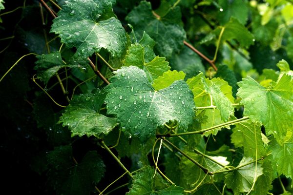 Польза и вред винограда Изабелла для организма