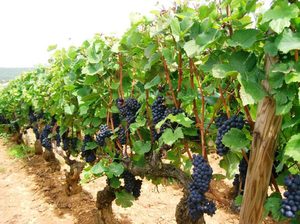 Как правильно поливать и проводить подкормку винограда весной
