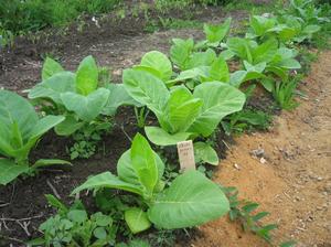 Выращивание табака в домашних условиях из семян и на огороде