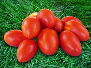 Сорт томат Сибирский скороспелый: описание, уход, характеристика