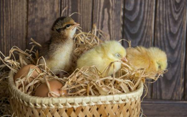 Сколько времени курица сидит на яйцах: все о высиживании цыплят