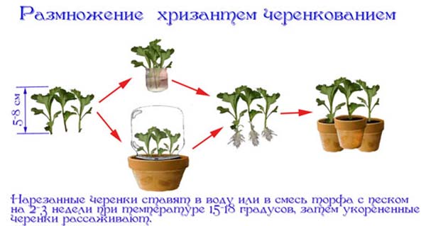 Способы размножения хризантем
