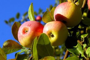 Описание сорта яблонь Розовый налив (Малиновка), преимущества и недостатки, выращивание