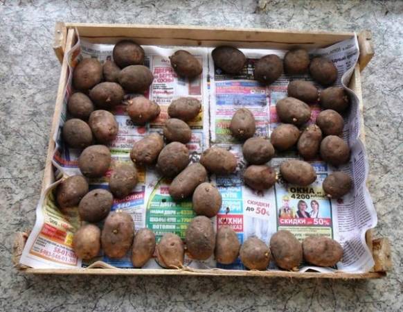 Описание и характеристика сорта картофеля Ред Скарлет