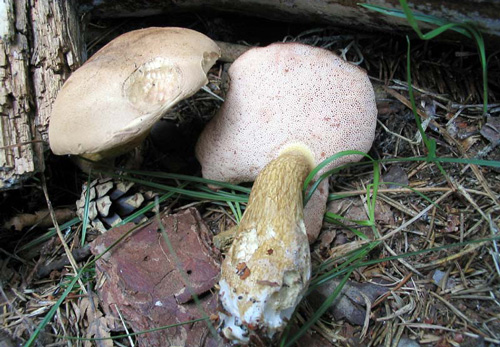 Описание желчного гриба: съедобный или нет, как выглядит и чем отличается от белого