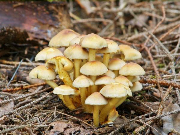 Ядовитые грибы Приморского края