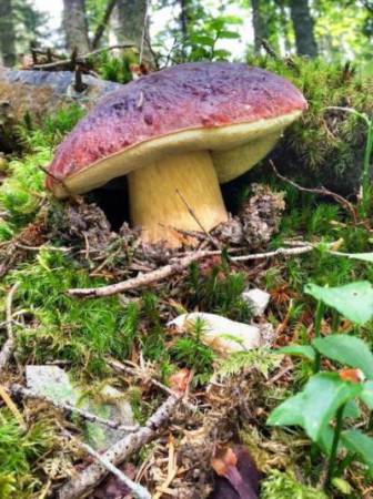 Аппетитный гриб Подберезовик обыкновенный