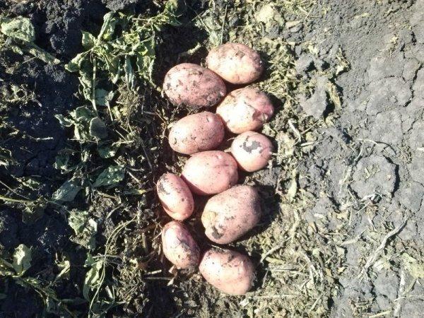 Характеристика семенного картофеля - Романо, описание сорта и фото